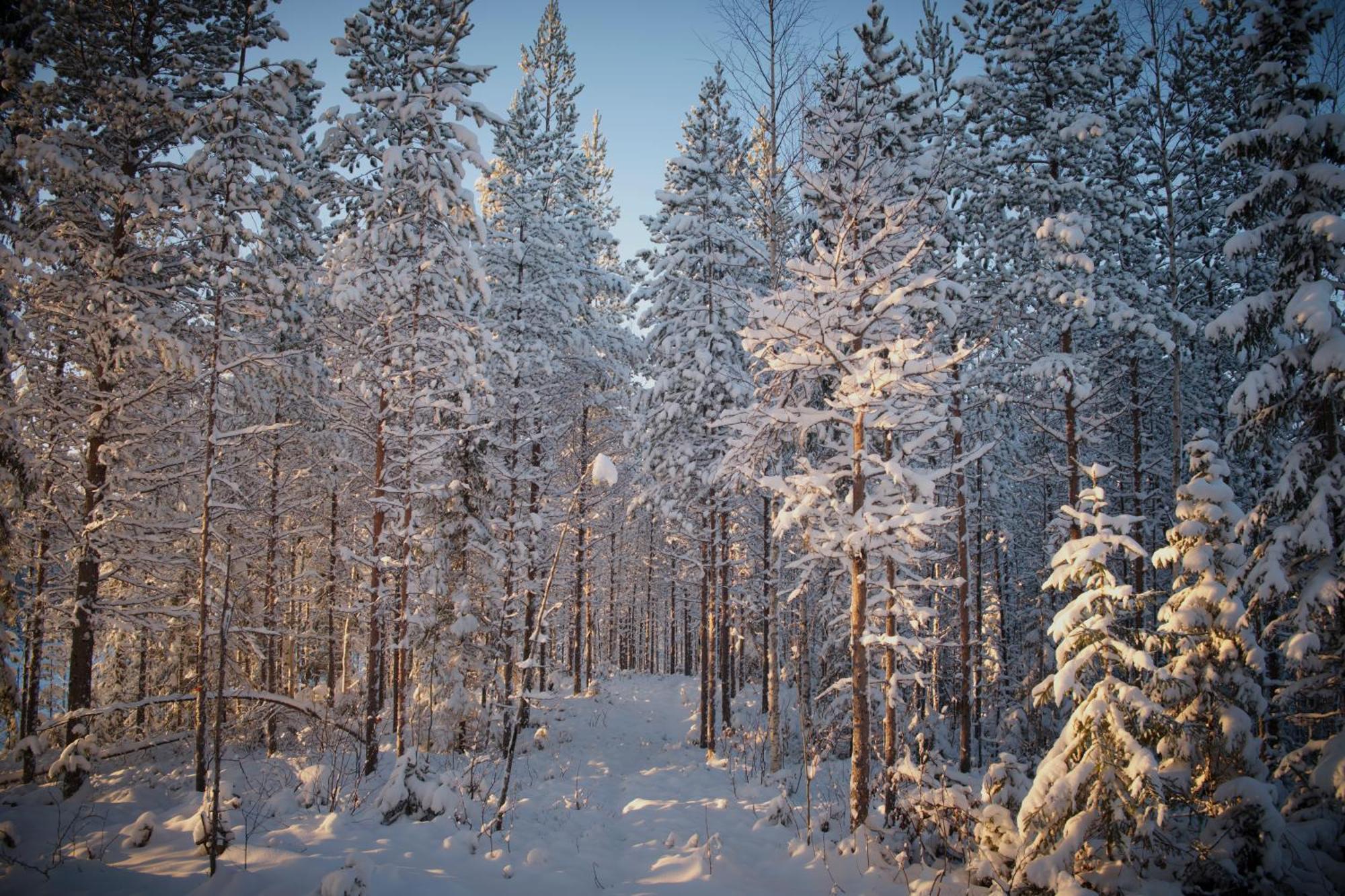 Langforsen Glamping & Lapland Experience Hotell Lapptrask Eksteriør bilde